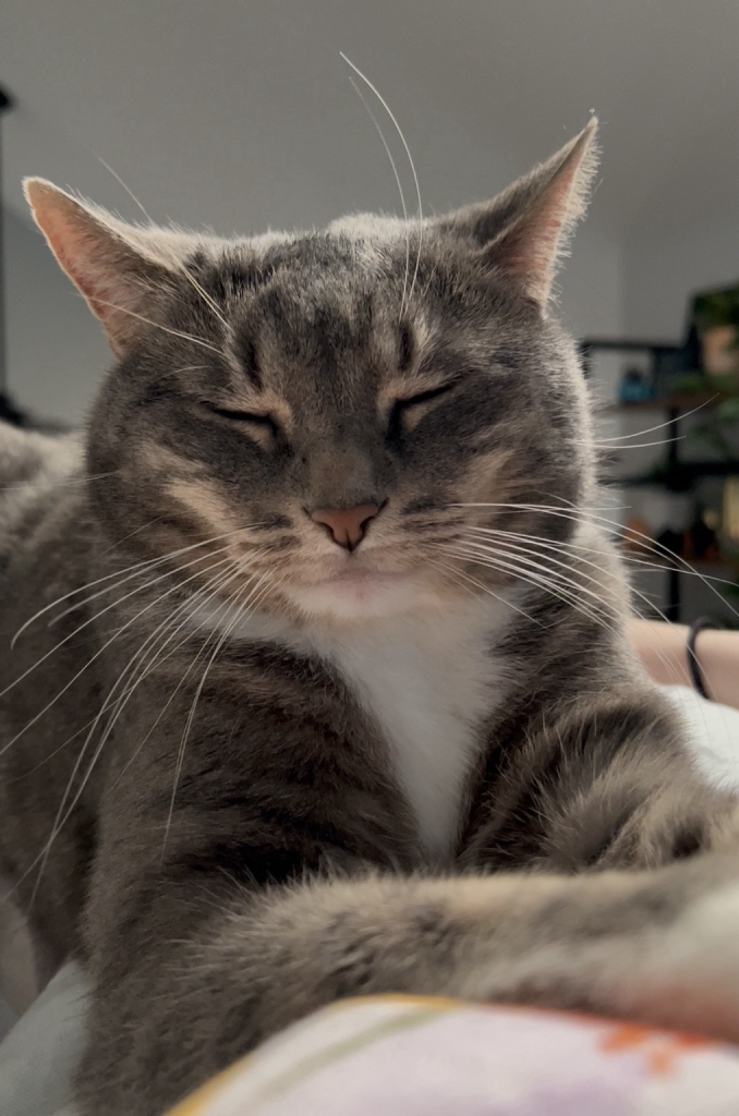 A gray tabby cat sits on Anna’s chest, he has an exceptionally content expression as he snoozes.