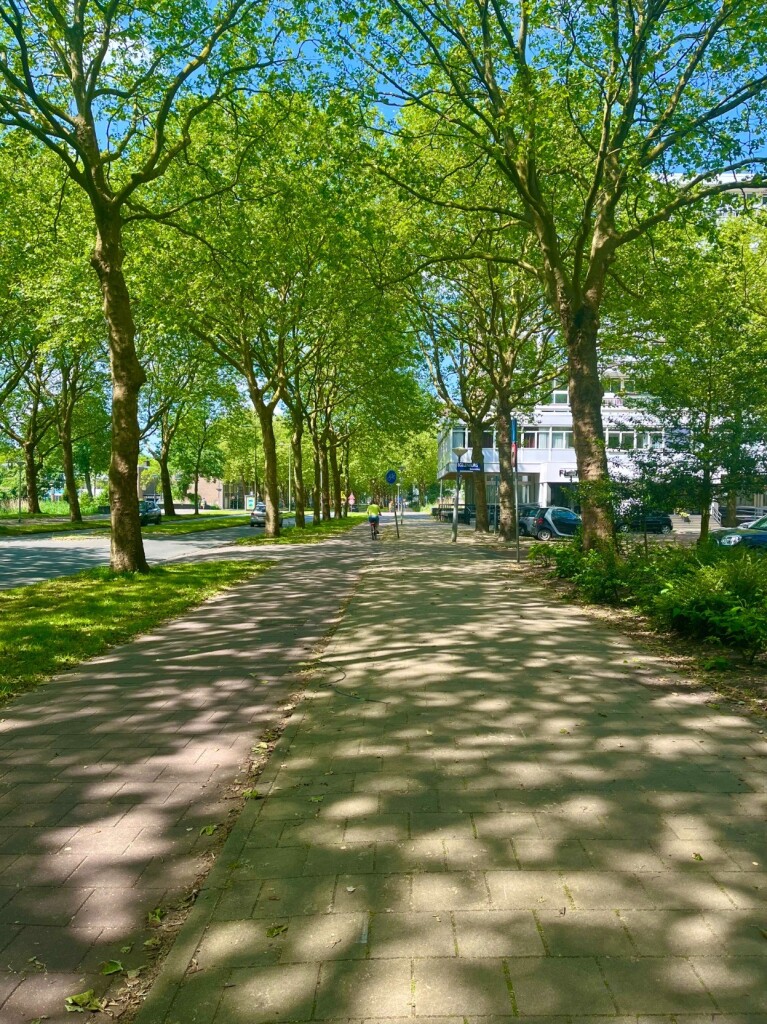 a primary road; there is a gray, outermost sidewalk, then a red bike path, and then an innermost road for motor vehicles. The walking and biking paths have a safety gap from the road and there is also a grass island separating the car lanes