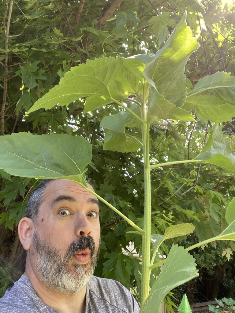 Man making a surprised expression behind a large sunflower plant with green foliage.