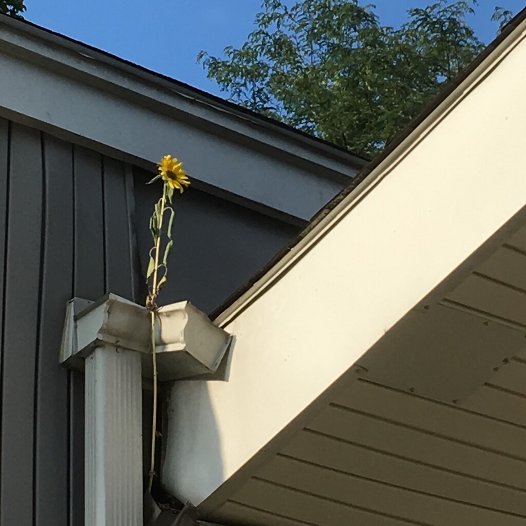 A single yellow flower growing out of a house gutter.